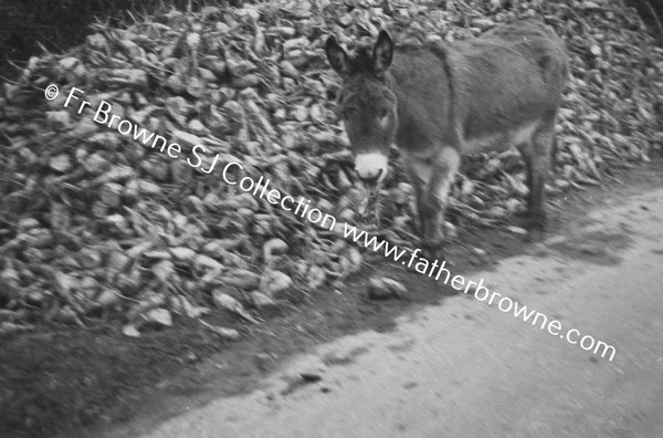 ASS EATING BEET AT SIDE OF ROAD